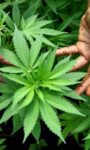 Perché non legalizzare la marijuana